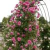'Parade' Climbing Rose 2 'Parade' Climbing Rose -Plant Seeds Store SHR0091 1