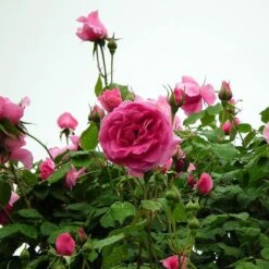 'Parade' Climbing Rose 9 'Parade' Climbing Rose -Plant Seeds Store SHR0091 3
