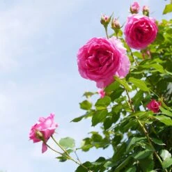 'Parade' Climbing Rose 10 'Parade' Climbing Rose -Plant Seeds Store SHR0091 4