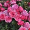 'Bridal Wishes®' Shrub Rose -Plant Seeds Store SHR0092 1