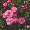 'My Beloved Father®' Shrub Rose -Plant Seeds Store SHR0093 1