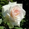 'Swan Lake' Climbing Rose -Plant Seeds Store SHR0094 1