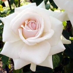'Swan Lake' Climbing Rose -Plant Seeds Store SHR0094 3