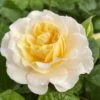'Ray Of Sunshine®' Shrub Rose 1 'Ray Of Sunshine®' Shrub Rose -Plant Seeds Store SHR0096 1