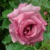 'Violette Perfume' Climbing Rose -Plant Seeds Store SHR0097 1