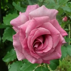 Repeat Flowering Climbing Rose Collection -Plant Seeds Store SHR0097 1 a552dc61 963c 4d6f a072 2a62b01ced58