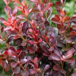 Best Mixed Coastal Hedging | Growers' Choice -Plant Seeds Store SHR0167 1 577cfd77 1828 48c9 89b4 bedca3f28d90
