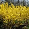 Golden Bells | Forsythia Intermedia 'Spectabilis' -Plant Seeds Store SHR0170 1