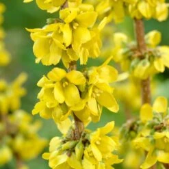 Early Spring Flowering Shrub Collection -Plant Seeds Store SHR0170 2 4b00226f a6df 4fca b6db 20e62c2d086e