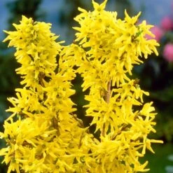 Golden Bells | Forsythia Intermedia 'Spectabilis' 8 Golden Bells | Forsythia Intermedia 'Spectabilis' -Plant Seeds Store SHR0170 3