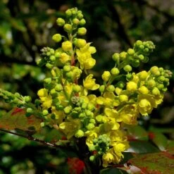 Ultimate Flowering Hedge | Growers' Choice -Plant Seeds Store SHR0172 2 ab8aa4a4 7dfd 4072 a01d ccf4c451a64b