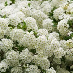 Ultimate Flowering Hedge | Growers' Choice -Plant Seeds Store SHR0178 3 8eb11138 e6c2 409e 9203 477ae3b3adba