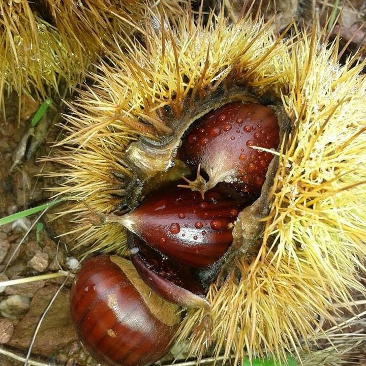 A Completely Edible Hedge | 3/5/10/20m Packs 7 A Completely Edible Hedge | 3/5/10/20m Packs - Image 5