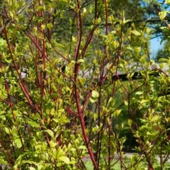 Best Value Cornus Collection | Winter Hedging 14 Best Value Cornus Collection | Winter Hedging -Plant Seeds Store SHR0201 1 3e18158e 3c1f 4032 bcbe ca7c2be08319