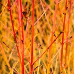 Livestock Friendly Farm Hedging | Growers' Choice | BN11 Compliant 15 Livestock Friendly Farm Hedging | Growers' Choice | BN11 Compliant -Plant Seeds Store SHR0205 1 acb46d59 63e6 4f13 9f3c da245b8922f1