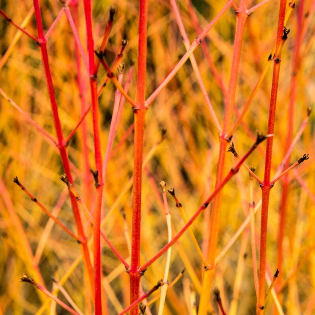 Livestock Friendly Farm Hedging | Growers' Choice | BN11 Compliant 8 Livestock Friendly Farm Hedging | Growers' Choice | BN11 Compliant - Image 6