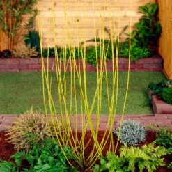Best Value Cornus Collection | Winter Hedging 18 Best Value Cornus Collection | Winter Hedging -Plant Seeds Store SHR0207 2 68af85ed 9881 4b65 b6fd 357635d4ebe6