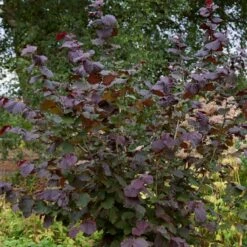 Livestock Friendly Farm Hedging | Growers' Choice | BN11 Compliant 16 Livestock Friendly Farm Hedging | Growers' Choice | BN11 Compliant -Plant Seeds Store SHR0208 1 c909d520 c38b 441a 8396 78a2813cb578