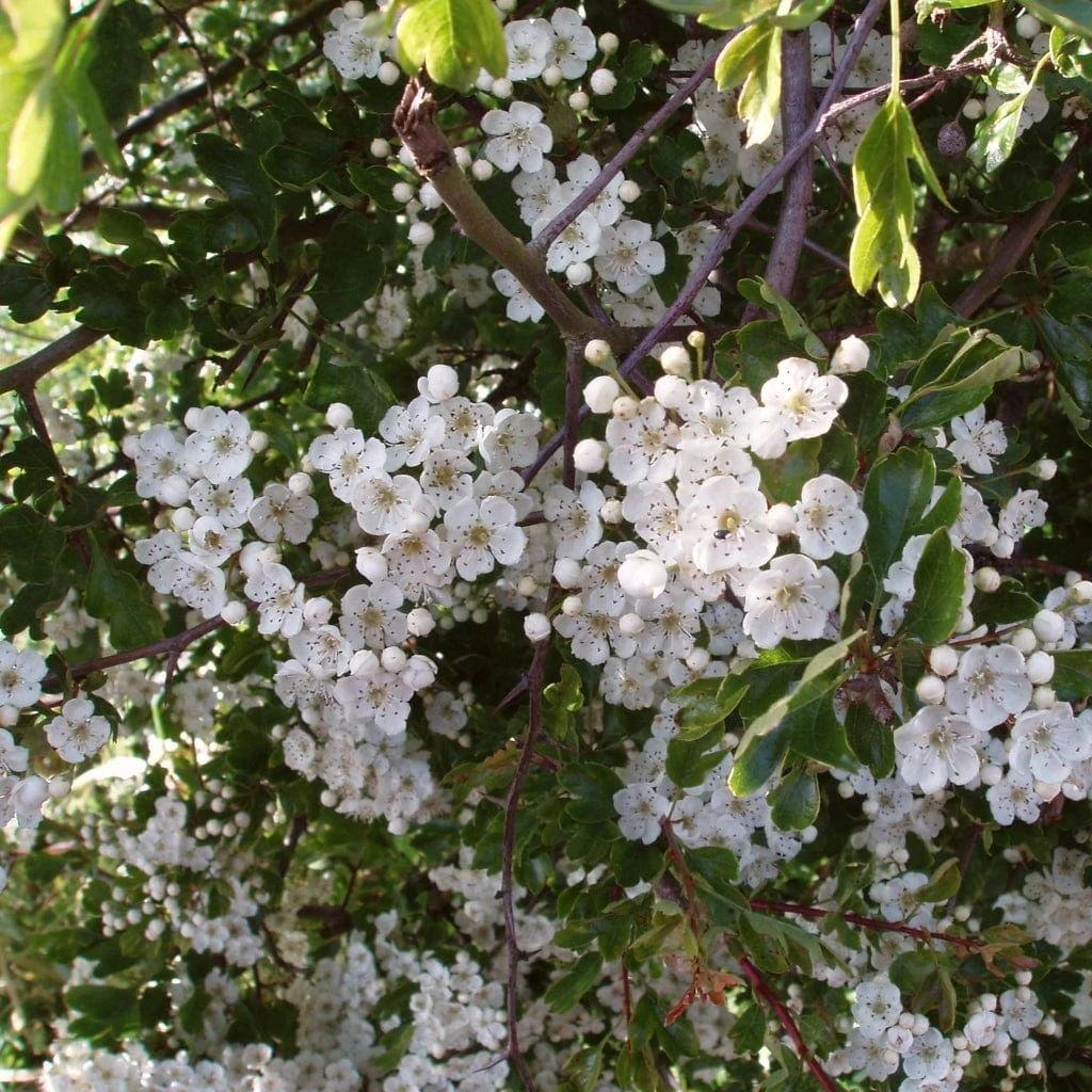 Livestock Friendly Farm Hedging | Growers' Choice | BN11 Compliant 4 Livestock Friendly Farm Hedging | Growers' Choice | BN11 Compliant - Image 2