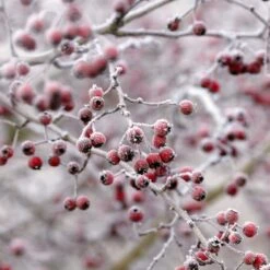 All Seasons Hedging | Growers' Choice -Plant Seeds Store SHR0210 6 db006dde e232 40fc a1d6 5d61d21e7bf3