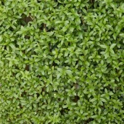Fast Growing Evergreen Hedging Wildlife Mix | Growers' Choice -Plant Seeds Store SHR0225 2 0a078499 cb87 471e b521 23b157f3fe2e