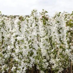 Ultimate Flowering Hedge | Growers' Choice -Plant Seeds Store SHR0229 2 bf771328 6098 4068 b17a f9cc722a3908
