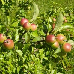 All Seasons Hedging | Growers' Choice -Plant Seeds Store SHR0229 6 d11146dc 1340 42da b37c 8c79d5a56dd2