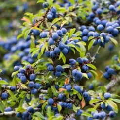Best Mixed Native Wildlife Hedging | Growers' Choice -Plant Seeds Store SHR0240 1 5843703b 3b06 40dc 988f 0dd4fbaec567