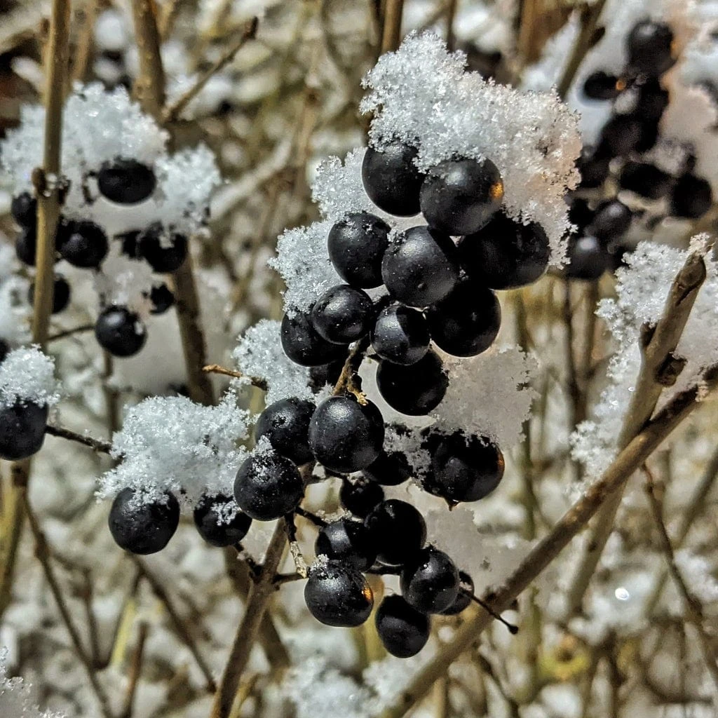 A Completely Edible Hedge | 3/5/10/20m Packs 9 A Completely Edible Hedge | 3/5/10/20m Packs - Image 7