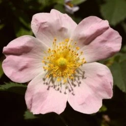 Ultimate Flowering Hedge | Growers' Choice -Plant Seeds Store SHR0246 1