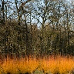 Fast Growing Evergreen Hedging Wildlife Mix | Growers' Choice -Plant Seeds Store SHR0252 3 fe5f10e4 3c5c 440f 876c 3892ceb5ff5e