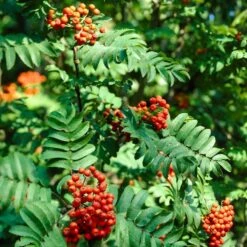 Fast Growing Evergreen Hedging Wildlife Mix | Growers' Choice -Plant Seeds Store SHR0260 1 2fe917de 067b 4a70 9126 76ebd47985e9