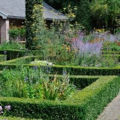 Common Yew | Taxus Baccata -Plant Seeds Store SHR0261 3