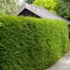 Best Evergreen Hedging Plants | Growers' Choice -Plant Seeds Store SHR0261 5 66a7e991 a176 4e40 b9bd b89654263a68