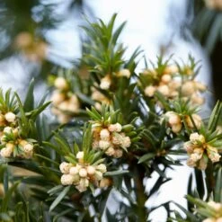 English Yew Tree | Taxus Baccata 16 English Yew Tree | Taxus Baccata -Plant Seeds Store SHR0261 6 4f57a41b 40d9 40b1 baad b37d3e77b8f0