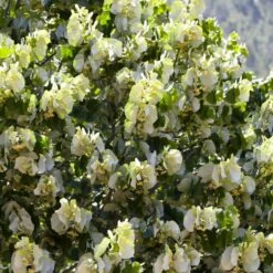 Fast Growing Evergreen Hedging Wildlife Mix | Growers' Choice -Plant Seeds Store SHR0263 4 e126b2d1 241b 466a 847e 12cdb3686ee0