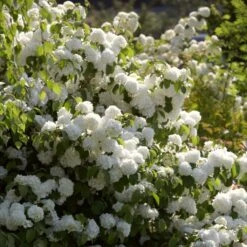 Ultimate Flowering Hedge | Growers' Choice -Plant Seeds Store SHR0266 3 289a3d5e 1947 4c87 ab44 6fef0c297a45