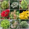Best Small Evergreen Shrubs -Plant Seeds Store SHRCOL1 1