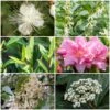 Best Flowering Evergreen Shrubs -Plant Seeds Store SHRCOL10 1