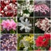 Best Flowering Shrubs 1 Best Flowering Shrubs -Plant Seeds Store SHRCOL13 1