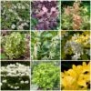 Best Shrubs For Borders -Plant Seeds Store SHRCOL19 1
