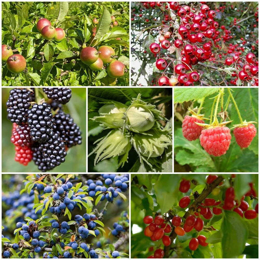 A Completely Edible Hedge | 3/5/10/20m Packs 3 A Completely Edible Hedge | 3/5/10/20m Packs