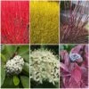 Best Value Cornus Collection | Winter Hedging -Plant Seeds Store SHRCOL26 1 98e5650f 3d8b 4f0d afcf 959e7b4d4ed5