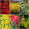 Early Spring Flowering Shrub Collection -Plant Seeds Store SHRCOL27 1