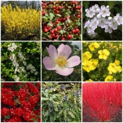 All Seasons Hedging | Growers' Choice -Plant Seeds Store SHRCOL29 1
