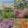 Best Mixed Coastal Hedging | Growers' Choice -Plant Seeds Store SHRCOL30 1