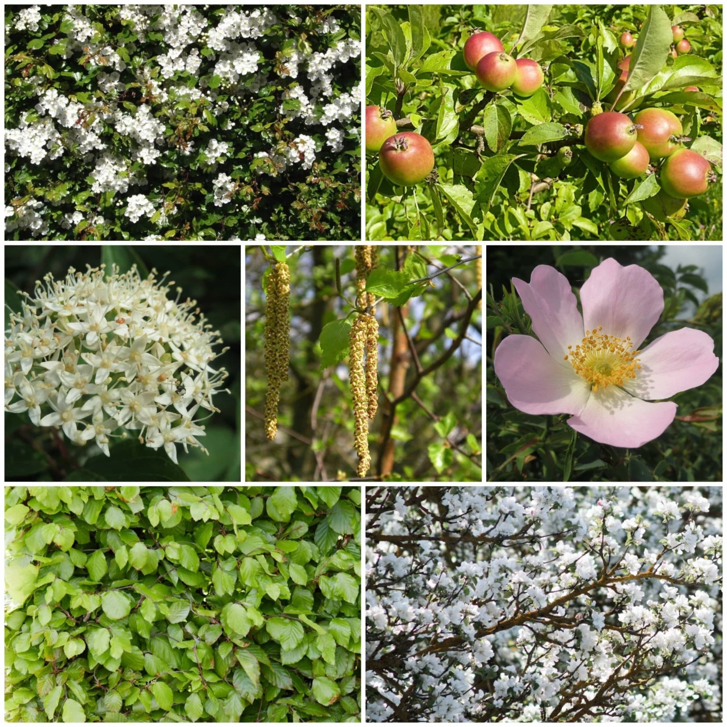 Livestock Friendly Farm Hedging | Growers' Choice | BN11 Compliant 3 Livestock Friendly Farm Hedging | Growers' Choice | BN11 Compliant