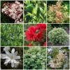 Best Shrubs For Shade -Plant Seeds Store SHRCOL7 1