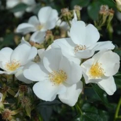 Shrub Rose Collection | Roses For The Border -Plant Seeds Store SILVERGHOST fffad142 e1f7 4394 9a1d a690b5043550