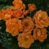 'Sweet Magic' Patio Shrub Rose -Plant Seeds Store SWEET MAGIC 2 c1eb433c 75ec 48b9 ba0b c4aa540a2a3a